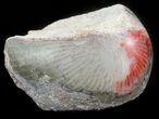 Pennsylvanian Aged Red Agatized Horn Coral - Utah #46744-1